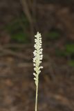Downy Rattlesnake Plantain, Goodyera pubescens
