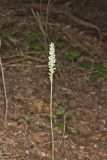 Downy Rattlesnake Plantain, Goodyera pubescens