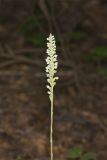 Downy Rattlesnake Plantain, Goodyera pubescens