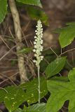 Downy Rattlesnake Plantain, Goodyera pubescens
