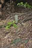 Downy Rattlesnake Plantain, Goodyera pubescens