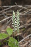 Downy Rattlesnake Plantain, Goodyera pubescens