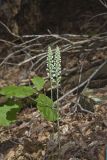 Downy Rattlesnake Plantain, Goodyera pubescens