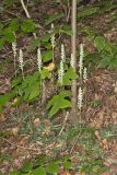 Downy Rattlesnake Plantain, Goodyera pubescens