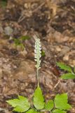 Downy Rattlesnake Plantain, Goodyera pubescens