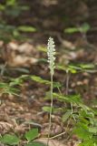 Downy Rattlesnake Plantain, Goodyera pubescens