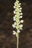Downy Rattlesnake Plantain, Goodyera pubescens