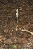 Downy Rattlesnake Plantain, Goodyera pubescens