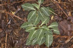 Downy Rattlesnake Plantain, Goodyera pubescens