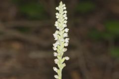 Downy Rattlesnake Plantain, Goodyera pubescens