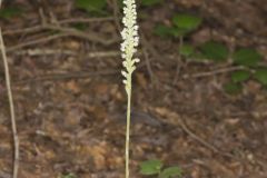 Downy Rattlesnake Plantain, Goodyera pubescens