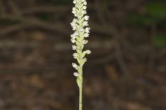 Downy Rattlesnake Plantain, Goodyera pubescens