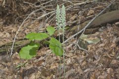 Downy Rattlesnake Plantain, Goodyera pubescens