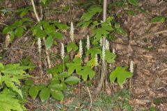 Downy Rattlesnake Plantain, Goodyera pubescens