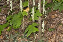 Downy Rattlesnake Plantain, Goodyera pubescens