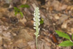 Downy Rattlesnake Plantain, Goodyera pubescens