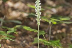 Downy Rattlesnake Plantain, Goodyera pubescens