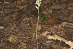 Downy Rattlesnake Plantain, Goodyera pubescens