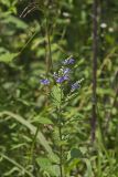 Downy Skullcap, Scutellaria incana
