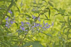 Downy Skullcap, Scutellaria incana