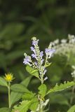 Downy Skullcap, Scutellaria incana