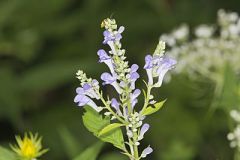 Downy Skullcap