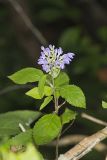 Downy Skullcap, Scutellaria incana