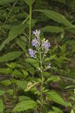 Downy Skullcap, Scutellaria incana
