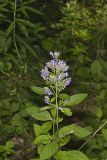 Downy Skullcap, Scutellaria incana