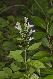 Downy Skullcap, Scutellaria incana