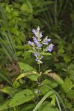 Downy Skullcap, Scutellaria incana