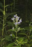 Downy Skullcap, Scutellaria incana