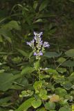 Downy Skullcap, Scutellaria incana