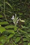 Downy Skullcap, Scutellaria incana
