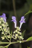 Downy Skullcap, Scutellaria incana