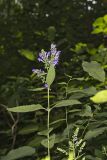Downy Skullcap, Scutellaria incana