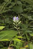 Downy Skullcap, Scutellaria incana