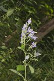 Downy Skullcap, Scutellaria incana