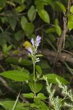 Downy Skullcap, Scutellaria incana