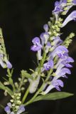 Downy Skullcap, Scutellaria incana