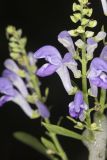 Downy Skullcap, Scutellaria incana
