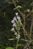 Downy Skullcap, Scutellaria incana