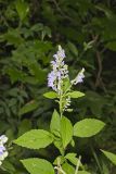 Downy Skullcap, Scutellaria incana