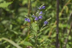 Downy Skullcap, Scutellaria incana