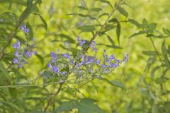 Downy Skullcap, Scutellaria incana