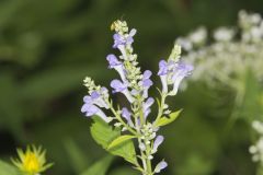 Downy Skullcap, Scutellaria incana