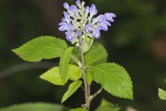 Downy Skullcap, Scutellaria incana