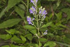 Downy Skullcap, Scutellaria incana