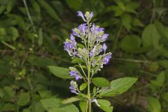 Downy Skullcap, Scutellaria incana
