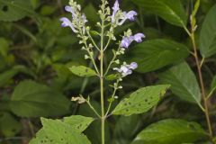 Downy Skullcap, Scutellaria incana